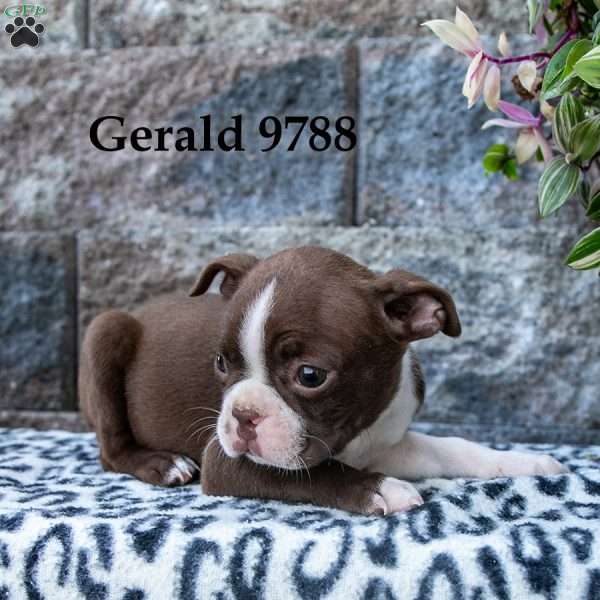 Gerald, Boston Terrier Puppy